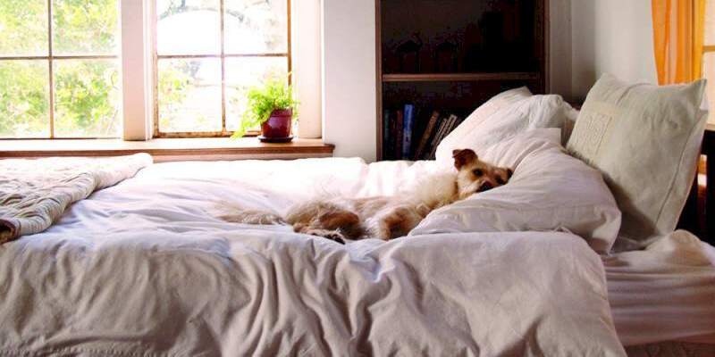 dog-in-bedroom