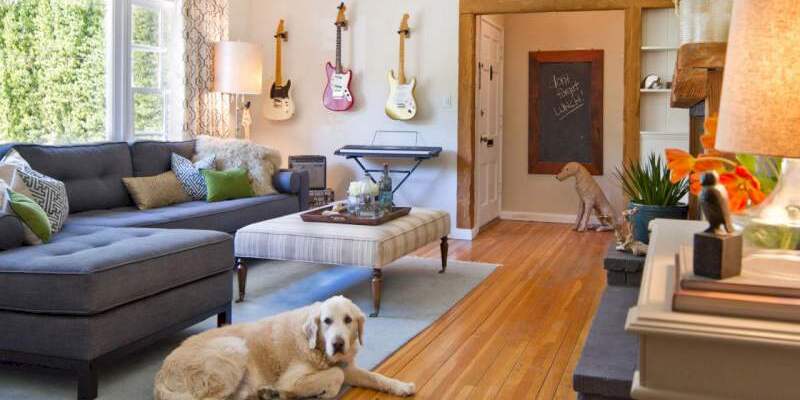 dog-in-living-room