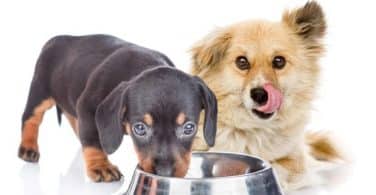 6 Best Low-Protein Dog Foods for 2023