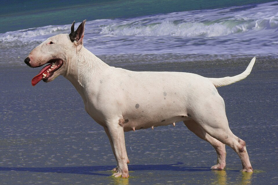Bull Terrier dog