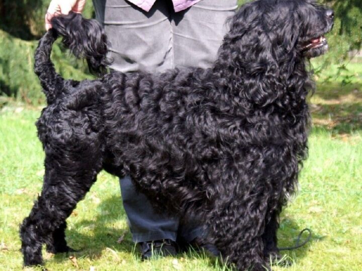 Portuguese Water Dog dog
