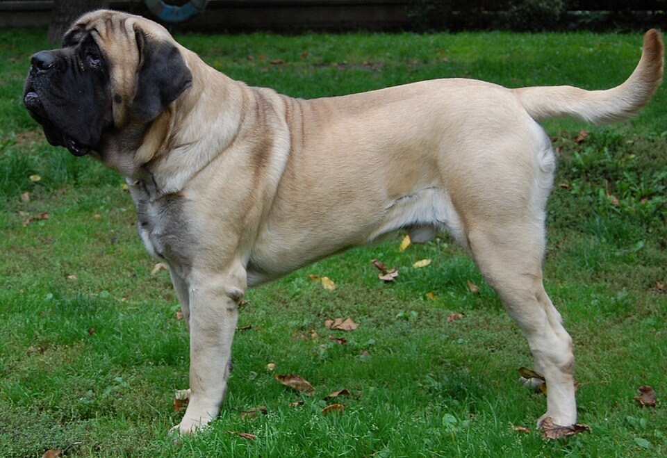 Mastiff dog