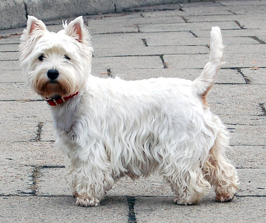 West Highland White Terrier dog