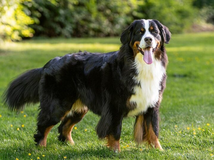 Bernese Mountain Dog dog
