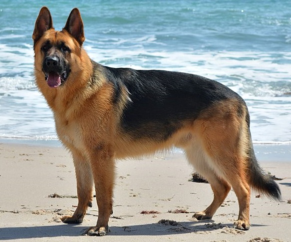Six months of loose-lead work and Koda walked the…